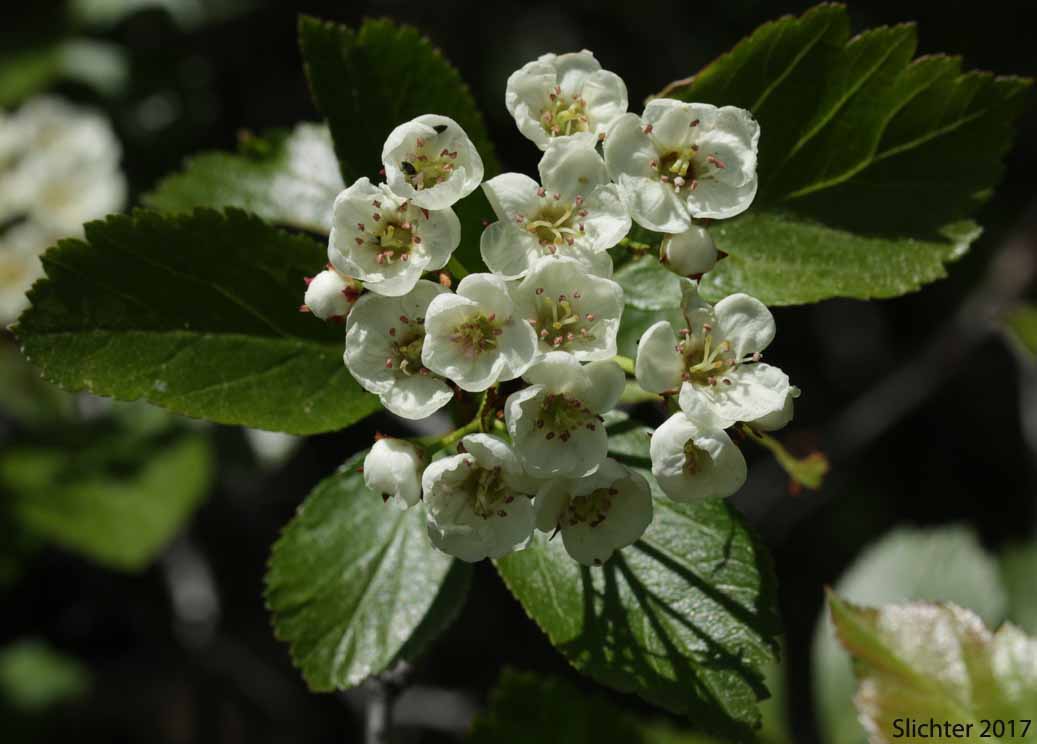 Douglas Hawthorn, Black Hawthorn: Crataegus douglasii (Synonyms: Crataegus columbiana var. columbiana, Crataegus douglasii var. douglasii)