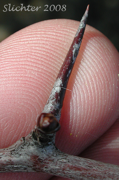 Thorn of Douglas Hawthorn, Black Hawthorn: Crataegus douglasii (Synonyms: Crataegus columbiana var. columbiana, Crataegus douglasii var. douglasii)
