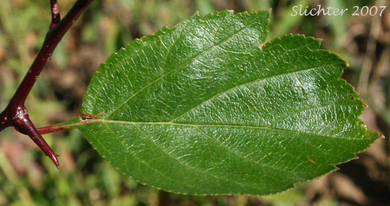 Leaf of Douglas Hawthorn, Black Hawthorn: Crataegus douglasii (Synonyms: Crataegus columbiana var. columbiana, Crataegus douglasii var. douglasii)