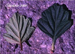 Leaves of Bush Ocean Spray, Gland Ocean Spray, Rockspirea, Rock Spiraea: Holodiscus microphyllus var. glabrescens (Synonyms: Holodiscus dumosus, Holodiscus dumosus var. glabrescens, Holodiscus glabrescens)
