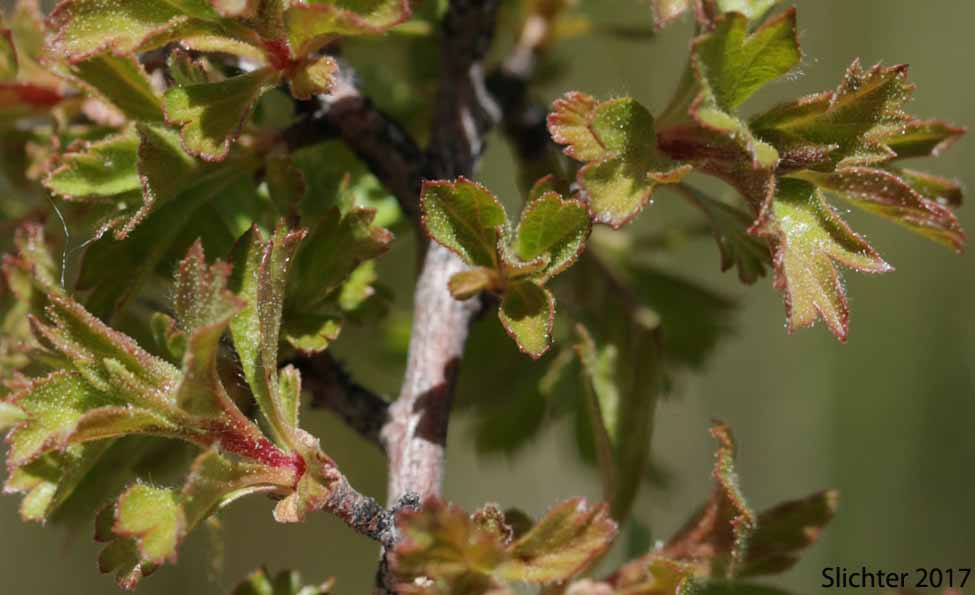 Bush Ocean Spray, Gland Ocean Spray, Rockspirea, Rock Spiraea: Holodiscus microphyllus var. glabrescens (Synonyms: Holodiscus dumosus, Holodiscus dumosus var. glabrescens, Holodiscus glabrescens)