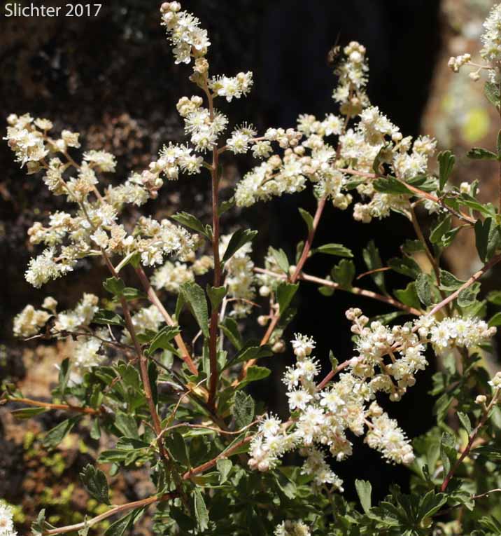Bush Ocean Spray, Gland Ocean Spray, Rockspirea, Rock Spiraea: Holodiscus microphyllus var. glabrescens (Synonyms: Holodiscus dumosus, Holodiscus dumosus var. glabrescens, Holodiscus glabrescens)