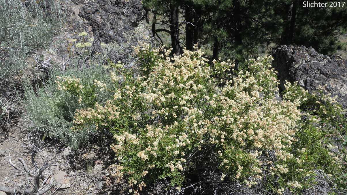 Bush Ocean Spray, Gland Ocean Spray, Rockspirea, Rock Spiraea: Holodiscus microphyllus var. glabrescens (Synonyms: Holodiscus dumosus, Holodiscus dumosus var. glabrescens, Holodiscus glabrescens)