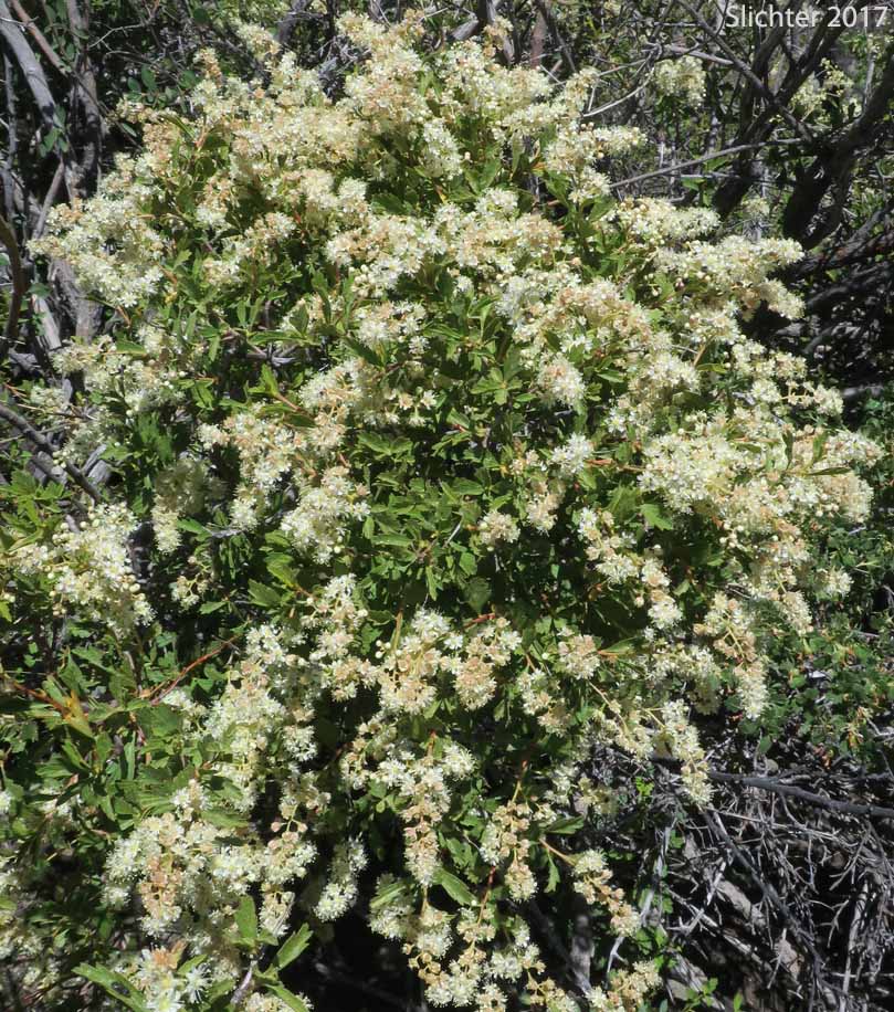 Bush Ocean Spray, Gland Ocean Spray, Rockspirea, Rock Spiraea: Holodiscus microphyllus var. glabrescens (Synonyms: Holodiscus dumosus, Holodiscus dumosus var. glabrescens, Holodiscus glabrescens)