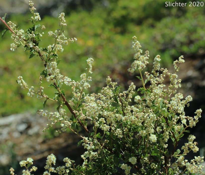 Bush Ocean Spray, Gland Ocean Spray, Rockspirea, Rock Spiraea: Holodiscus microphyllus var. glabrescens (Synonyms: Holodiscus dumosus, Holodiscus dumosus var. glabrescens, Holodiscus glabrescens)
