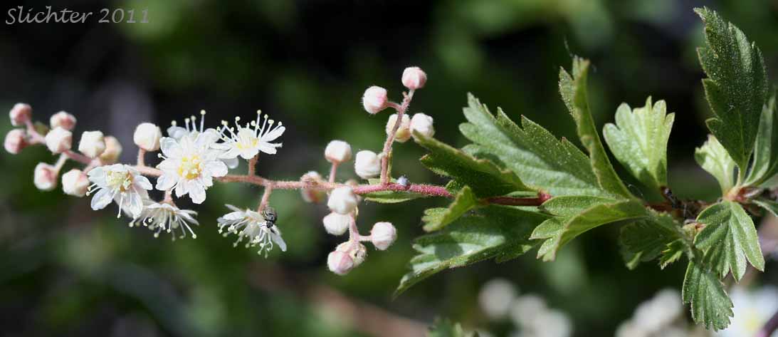 Inflorescence and stem leaves of Bush Ocean Spray, Gland Ocean Spray, Rockspirea, Rock Spiraea: Holodiscus microphyllus var. glabrescens (Synonyms: Holodiscus dumosus, Holodiscus dumosus var. glabrescens, Holodiscus glabrescens)