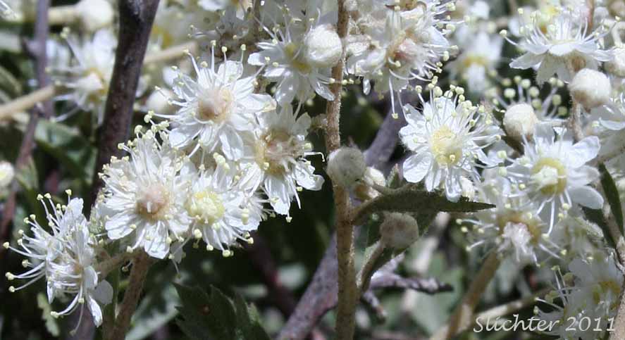 Flowers of Bush Ocean Spray, Gland Ocean Spray, Rockspirea, Rock Spiraea: Holodiscus microphyllus var. glabrescens (Synonyms: Holodiscus dumosus, Holodiscus dumosus var. glabrescens, Holodiscus glabrescens)