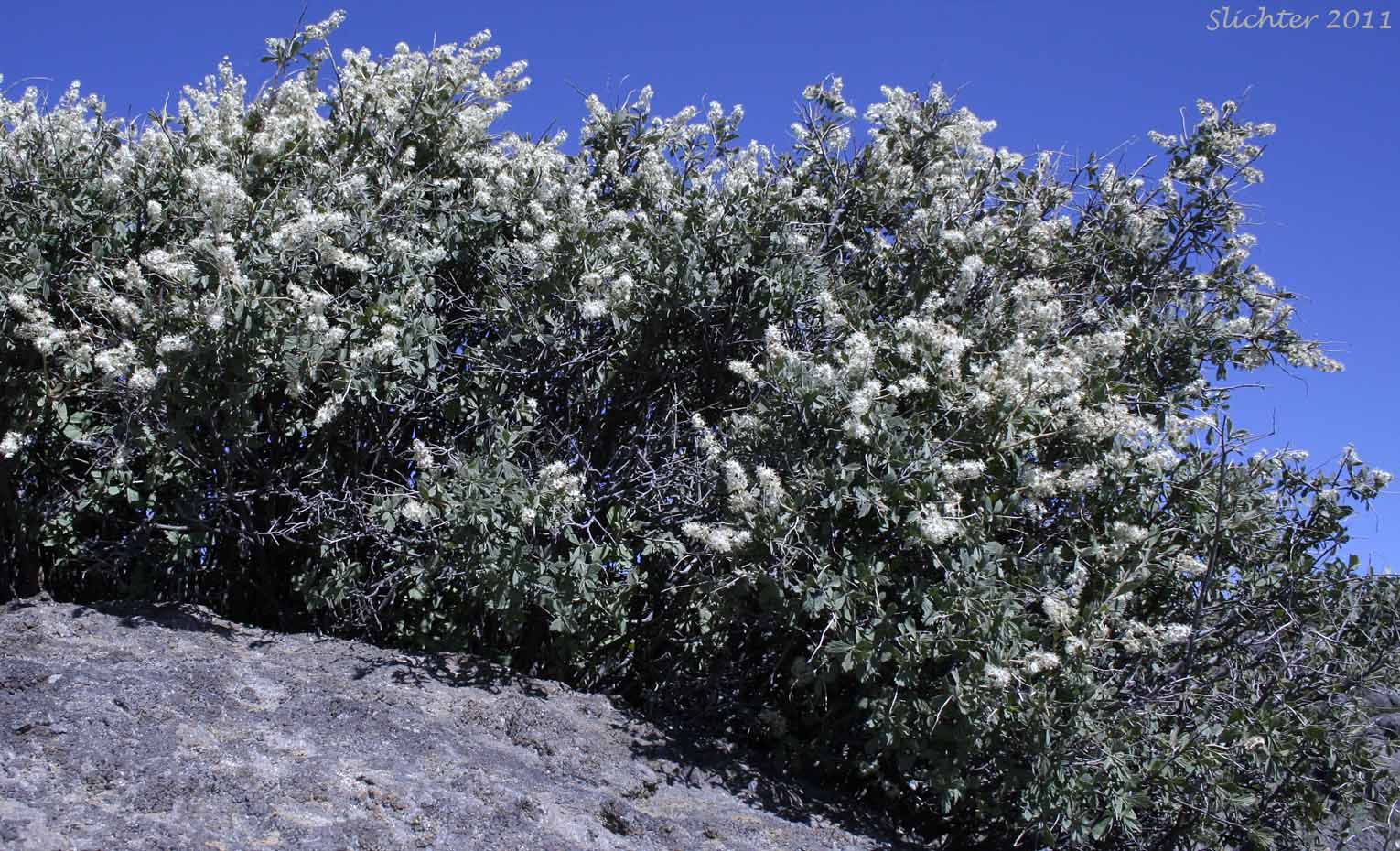 Bush Ocean Spray, Gland Ocean Spray, Rockspirea, Rock Spiraea: Holodiscus microphyllus var. glabrescens (Synonyms: Holodiscus dumosus, Holodiscus dumosus var. glabrescens, Holodiscus glabrescens)