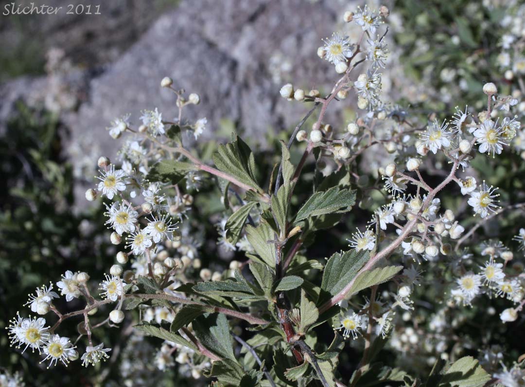 Bush Ocean Spray, Gland Ocean Spray, Rockspirea, Rock Spiraea: Holodiscus microphyllus var. glabrescens (Synonyms: Holodiscus dumosus, Holodiscus dumosus var. glabrescens, Holodiscus glabrescens)