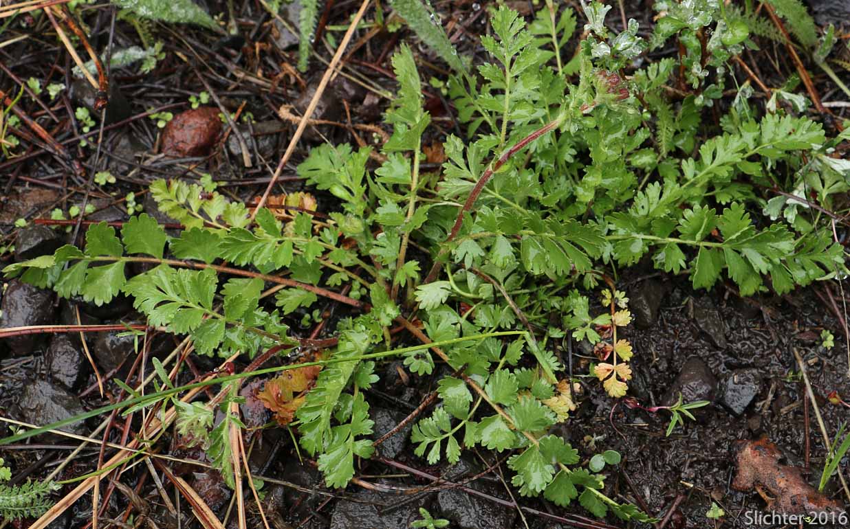 Smallflower Horkelia, Small-flowered Horkelia: Horkelia fusca ssp. parviflora (Synonyms: Horkelia fusca var. parviflora, Horkelia parviflora)