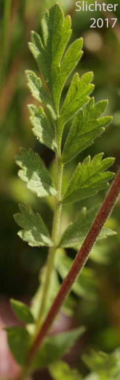 Stem leaf of Smallflower Horkelia, Small-flowered Horkelia: Horkelia fusca ssp. parviflora (Synonyms: Horkelia fusca var. parviflora, Horkelia parviflora)
