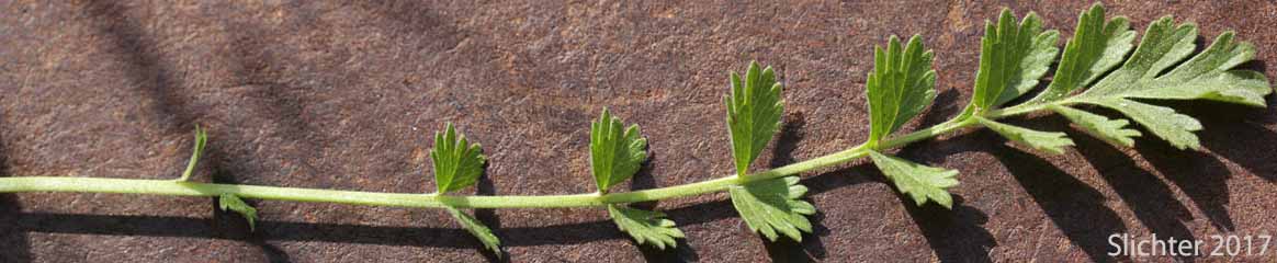 Basal leaf of Smallflower Horkelia, Small-flowered Horkelia: Horkelia fusca ssp. parviflora (Synonyms: Horkelia fusca var. parviflora, Horkelia parviflora)