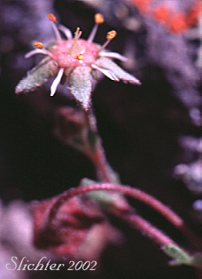 Bailey's Ivesia, Owyhee Ivesia: Ivesia baileyi var. beneolens (Synonym: Horkelia beneolens)