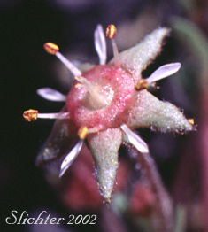Bailey's Ivesia, Owyhee Ivesia: Ivesia baileyi var. beneolens (Synonym: Horkelia beneolens)
