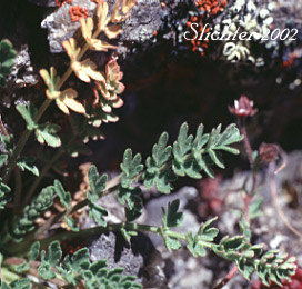 Bailey's Ivesia, Owyhee Ivesia: Ivesia baileyi var. beneolens (Synonym: Horkelia beneolens)