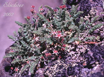 Bailey's Ivesia, Owyhee Ivesia: Ivesia baileyi var. beneolens (Synonym: Horkelia beneolens)