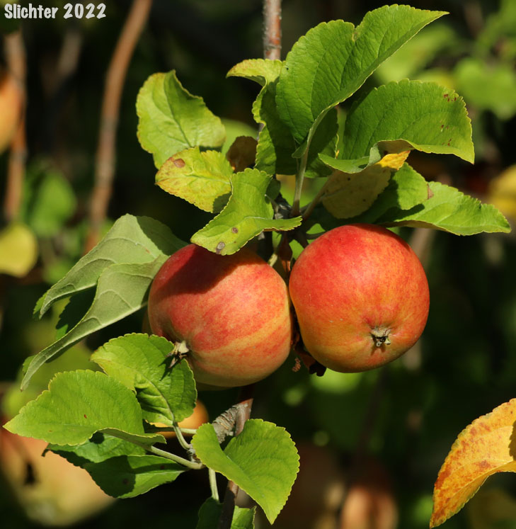 Ripening fruits of Apple, Cultivated Apple, Domestic Apple: Malus xdomestica (Synonyms: Malus pumila, Malus sylvestris, Pyrus malus)