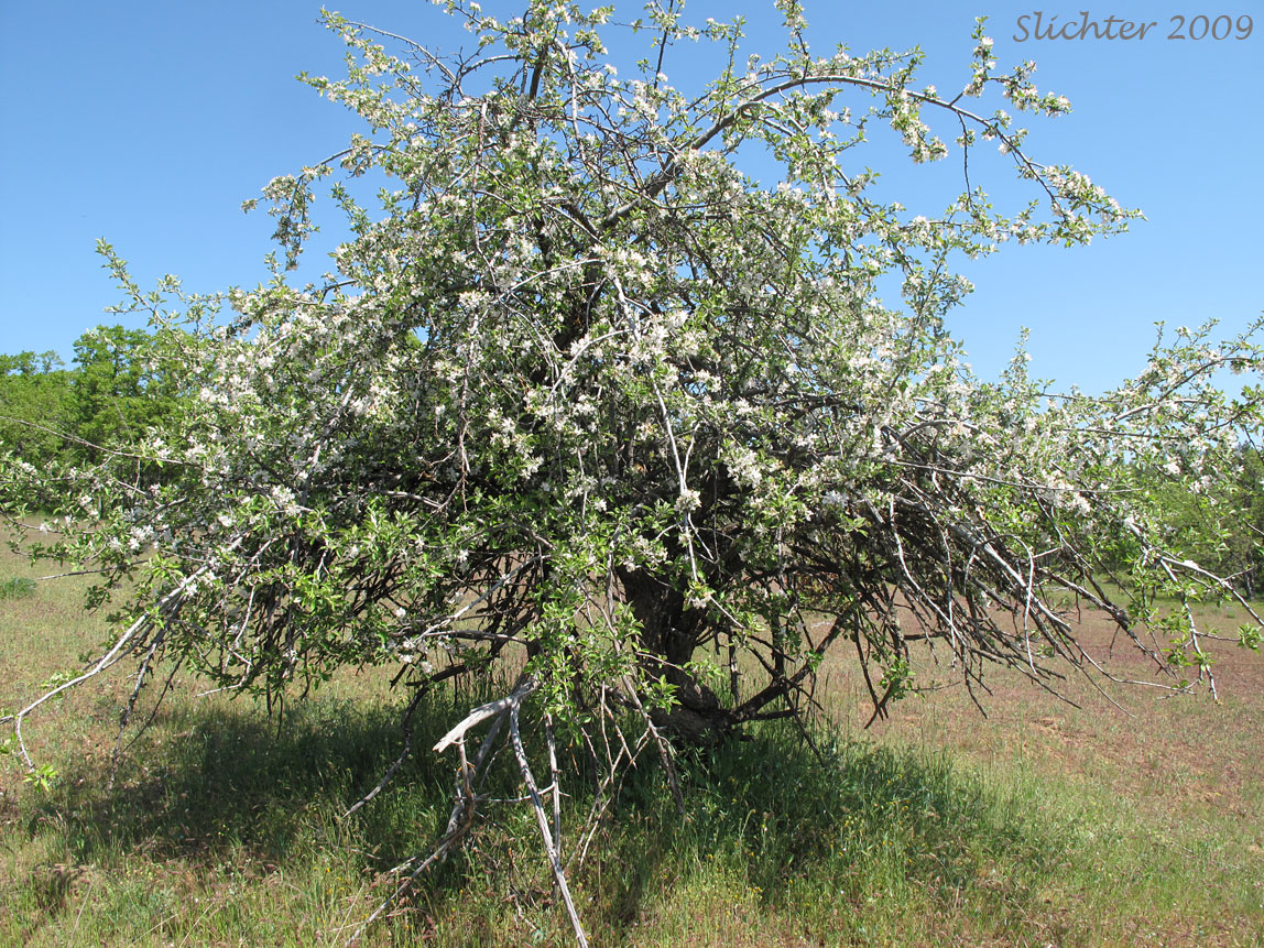 Apple, Cultivated Apple, Domestic Apple: Malus xdomestica (Synonyms: Malus pumila, Malus sylvestris, Pyrus malus)