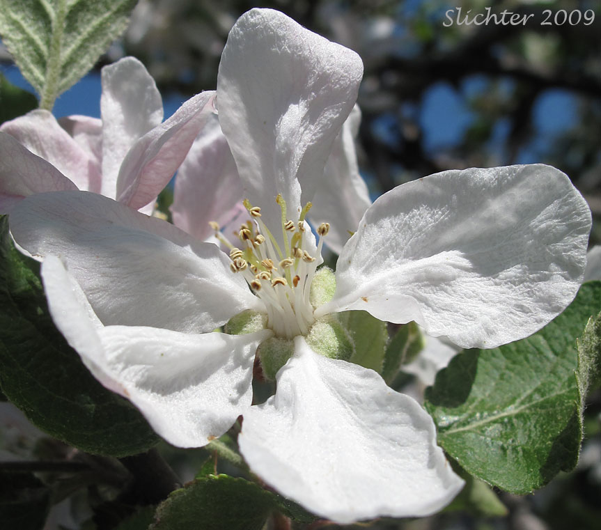 Flower of Apple, Cultivated Apple, Domestic Apple: Malus xdomestica (Synonyms: Malus pumila, Malus sylvestris, Pyrus malus)