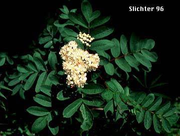 Dwarf Mountain Ash, Gray's Mountain Ash, Sitka Mountain-ash, Sitka Mountain Ash: Sorbus sitchensis var. grayi (Synonyms: Pyrus occidentalis, Pyrus sambucifolia var. pumila, Sorbus occidentalis, Sorbus pumilus, Sorbus sambucifolia var. pumila, Sorbus sitchensis ssp. grayi)