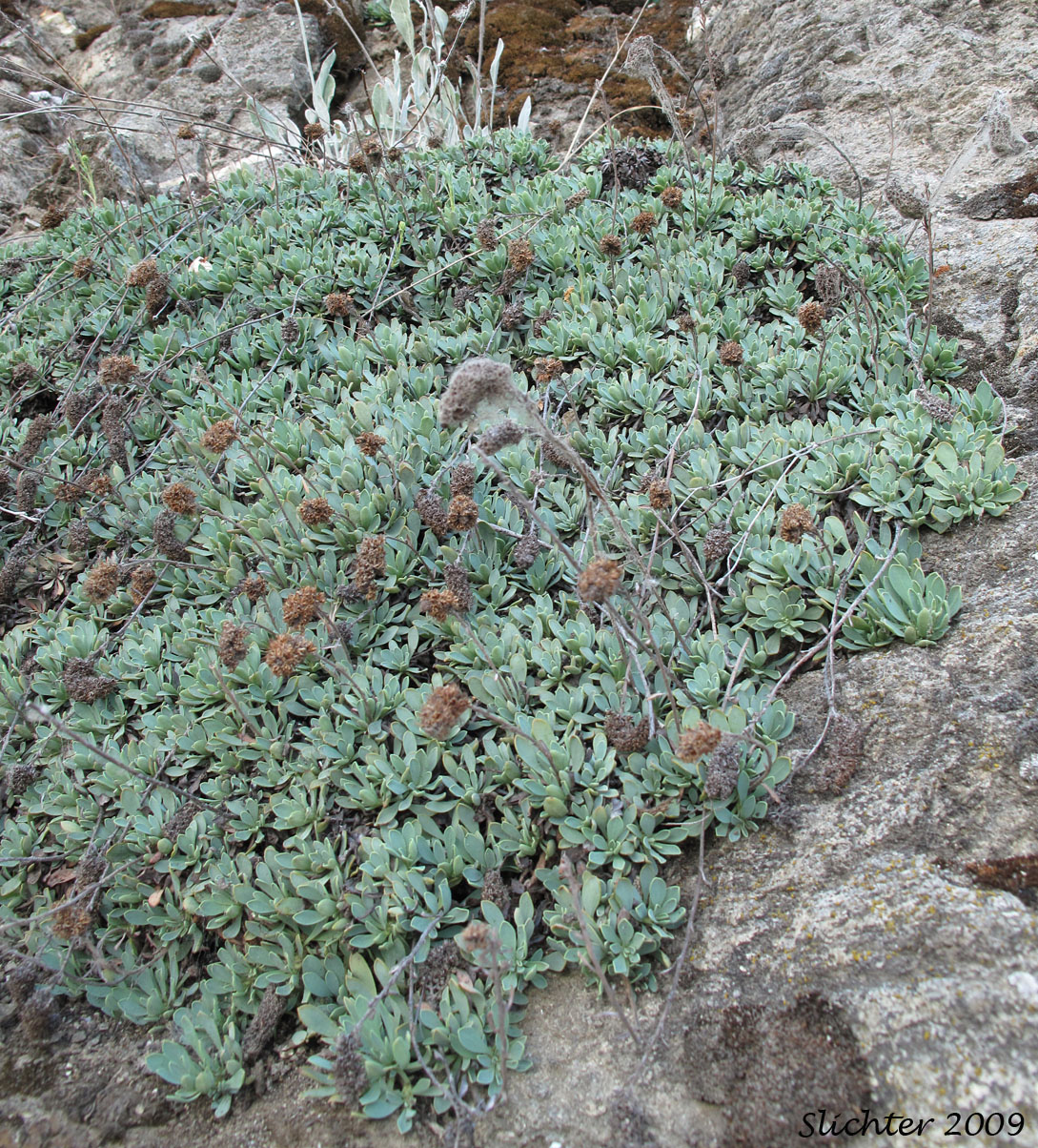Halfshrub Rockmat, Chelan Rockmat: Petrophyton cinerascens (Synonyms: Petrophyton cinerascens, Spiraea cinerascens)