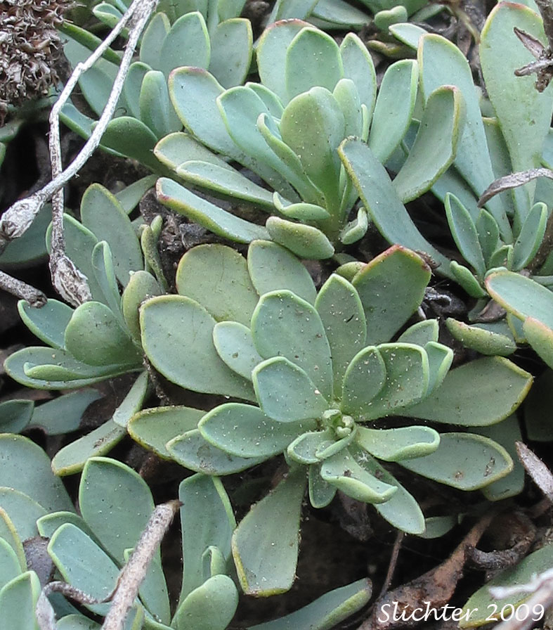Basal leaf rosette of Halfshrub Rockmat, Chelan Rockmat: Petrophyton cinerascens (Synonyms: Petrophyton cinerascens, Spiraea cinerascens)