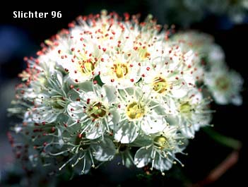 Pacific Ninebark: Physocarpus capitatus (Synonyms: Neillia capitata, Neillia opulifolia, Neillia opulifolia var. mollis, Opulaster capitatus, Opulaster opulifolius var. capitatus, Physocarpa tomentosa, Physocarpus opulifolius, Physocarpus opulifolius var. tomentellus, Spiraea capitata, Spiraea opulifolia var. mollis, Spiraea opulifolia var. tomentella)