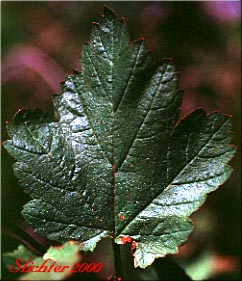 Leaf of Mallow Ninebark, Few-flowered Ninebark: Physocarpus malvaceus (Synonyms: Neillia malvacea, Neillia monogyna, Neillia monogyna var. malvacea, Neillia torreyi, Opulaster cordatus, Opulaster pauciflorus, Opulaster pubescens, Physocarpus pauciflorus, Spiraea opulifolia var. pauciflora, Spiraea pauciflora)