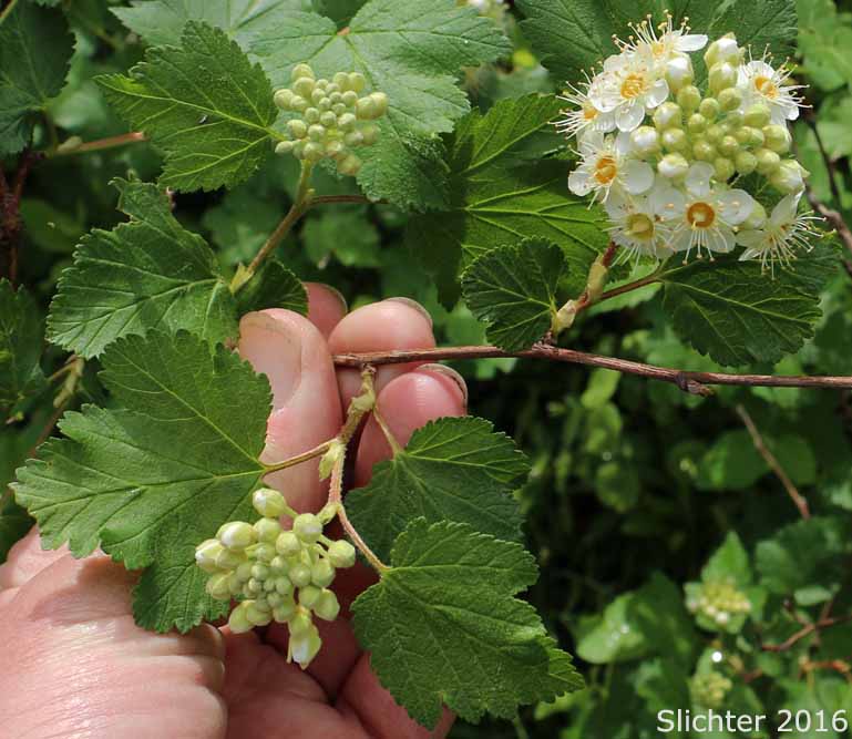 Mallow Ninebark, Few-flowered Ninebark: Physocarpus malvaceus (Synonyms: Neillia malvacea, Neillia monogyna, Neillia monogyna var. malvacea, Neillia torreyi, Opulaster cordatus, Opulaster pauciflorus, Opulaster pubescens, Physocarpus pauciflorus, Spiraea opulifolia var. pauciflora, Spiraea pauciflora)