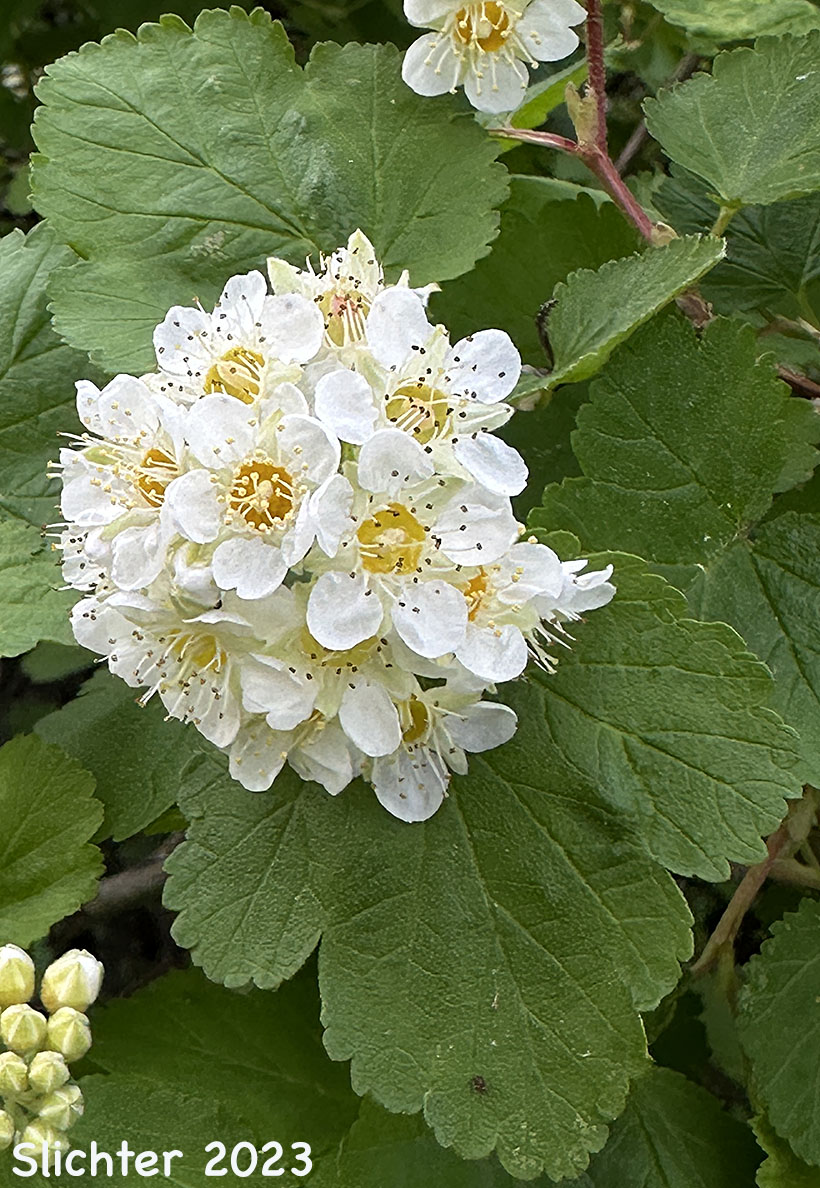 Mallow Ninebark, Few-flowered Ninebark: Physocarpus malvaceus (Synonyms: Neillia malvacea, Neillia monogyna, Neillia monogyna var. malvacea, Neillia torreyi, Opulaster cordatus, Opulaster pauciflorus, Opulaster pubescens, Physocarpus pauciflorus, Spiraea opulifolia var. pauciflora, Spiraea pauciflora)