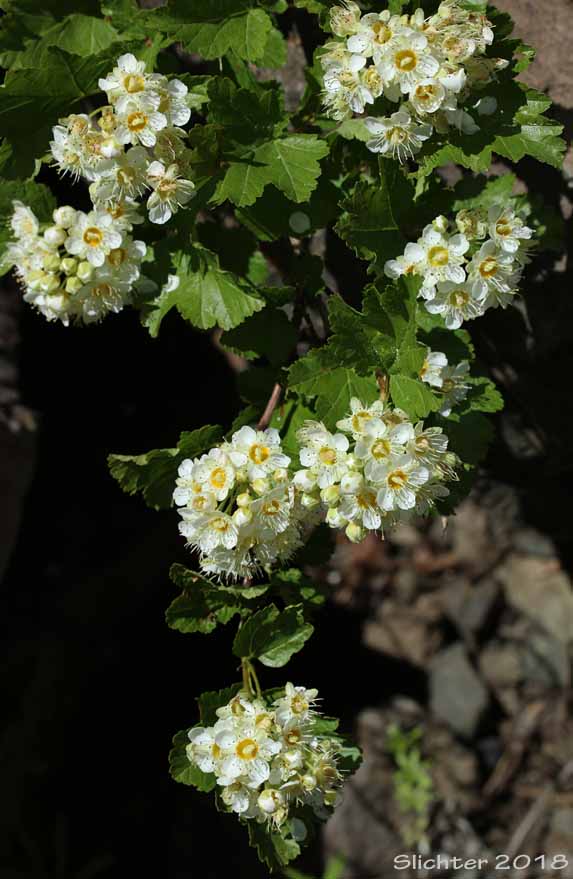 Mallow Ninebark, Few-flowered Ninebark: Physocarpus malvaceus (Synonyms: Neillia malvacea, Neillia monogyna, Neillia monogyna var. malvacea, Neillia torreyi, Opulaster cordatus, Opulaster pauciflorus, Opulaster pubescens, Physocarpus pauciflorus, Spiraea opulifolia var. pauciflora, Spiraea pauciflora)