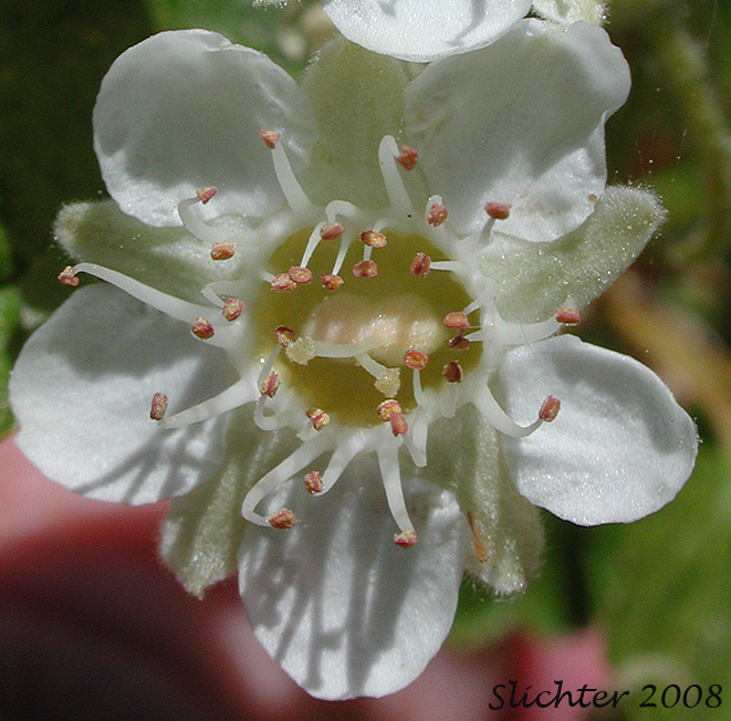 Close-up of a flower of Mallow Ninebark, Few-flowered Ninebark: Physocarpus malvaceus (Synonyms: Neillia malvacea, Neillia monogyna, Neillia monogyna var. malvacea, Neillia torreyi, Opulaster cordatus, Opulaster pauciflorus, Opulaster pubescens, Physocarpus pauciflorus, Spiraea opulifolia var. pauciflora, Spiraea pauciflora)