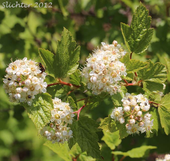 Inflorescences and leaves of Mallow Ninebark, Few-flowered Ninebark: Physocarpus malvaceus (Synonyms: Neillia malvacea, Neillia monogyna, Neillia monogyna var. malvacea, Neillia torreyi, Opulaster cordatus, Opulaster pauciflorus, Opulaster pubescens, Physocarpus pauciflorus, Spiraea opulifolia var. pauciflora, Spiraea pauciflora)