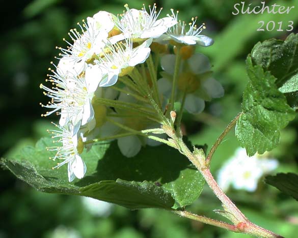 Mallow Ninebark, Few-flowered Ninebark: Physocarpus malvaceus (Synonyms: Neillia malvacea, Neillia monogyna, Neillia monogyna var. malvacea, Neillia torreyi, Opulaster cordatus, Opulaster pauciflorus, Opulaster pubescens, Physocarpus pauciflorus, Spiraea opulifolia var. pauciflora, Spiraea pauciflora)