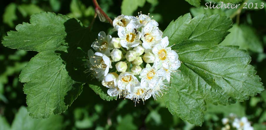 Mallow Ninebark, Few-flowered Ninebark: Physocarpus malvaceus (Synonyms: Neillia malvacea, Neillia monogyna, Neillia monogyna var. malvacea, Neillia torreyi, Opulaster cordatus, Opulaster pauciflorus, Opulaster pubescens, Physocarpus pauciflorus, Spiraea opulifolia var. pauciflora, Spiraea pauciflora)