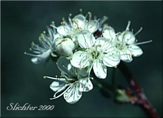 Bittercherry, Bitter Cherry: Prunus emarginata var. emarginata (Synonym: Cerasus emarginata)