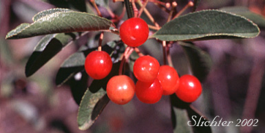 Fruits of Bittercherry, Bitter Cherry: Prunus emarginata var. emarginata (Synonym: Cerasus emarginata)