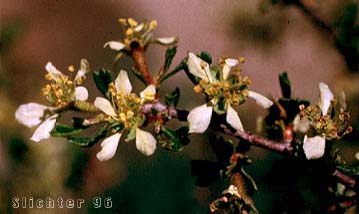 Antelope Bitterbrush, Antelope Brush, Antelope-brush, Bitterbrush: Purshia tridentata (Synonyms: Kunzia tridentate, Purshia tridentata var. tridentata, Tigarea tridentate)