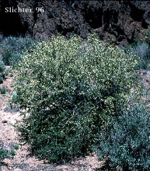 Antelope Bitterbrush, Antelope Brush, Antelope-brush, Bitterbrush: Purshia tridentata (Synonyms: Kunzia tridentate, Purshia tridentata var. tridentata, Tigarea tridentate)