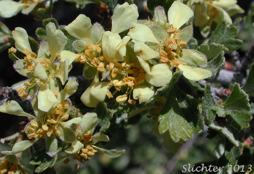 Antelope Bitterbrush, Antelope Brush, Antelope-brush, Bitterbrush: Purshia tridentata (Synonyms: Kunzia tridentate, Purshia tridentata var. tridentata, Tigarea tridentate)