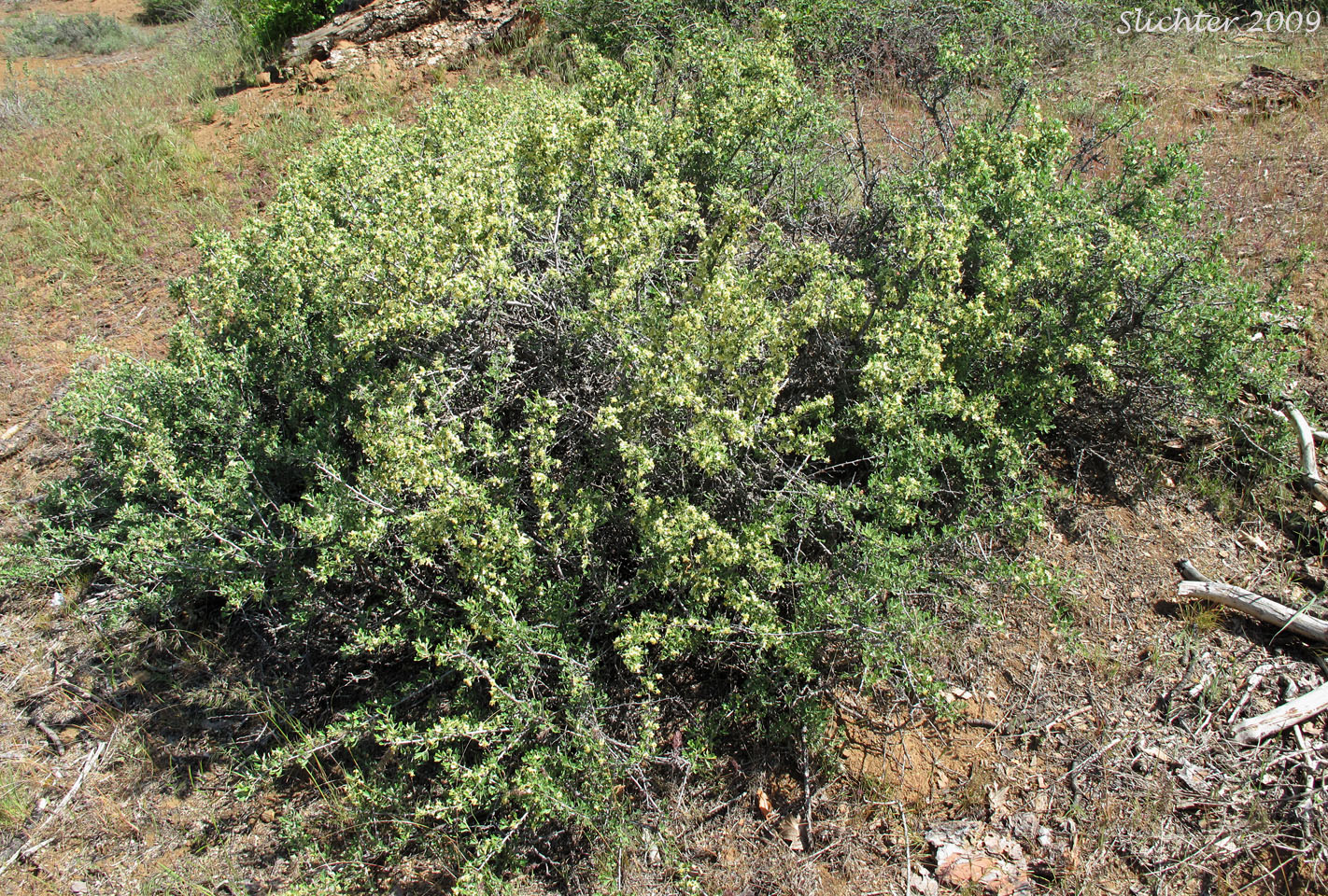 Antelope Bitterbrush, Antelope Brush, Antelope-brush, Bitterbrush: Purshia tridentata (Synonyms: Kunzia tridentate, Purshia tridentata var. tridentata, Tigarea tridentate)