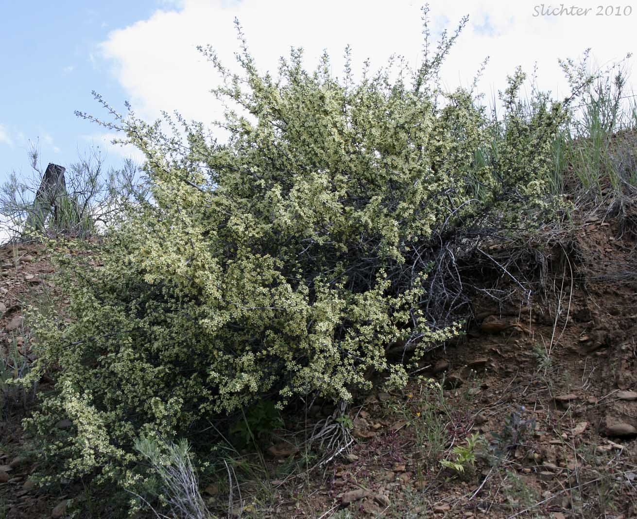 Antelope Bitterbrush, Antelope Brush, Antelope-brush, Bitterbrush: Purshia tridentata (Synonyms: Kunzia tridentate, Purshia tridentata var. tridentata, Tigarea tridentate)