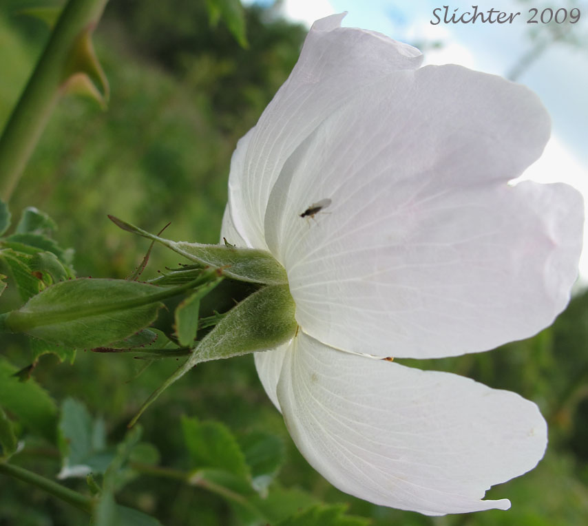 Calyx of Sweetbriar Rose: Rosa eglanteria (Synonym: Rosa rubiginosa)