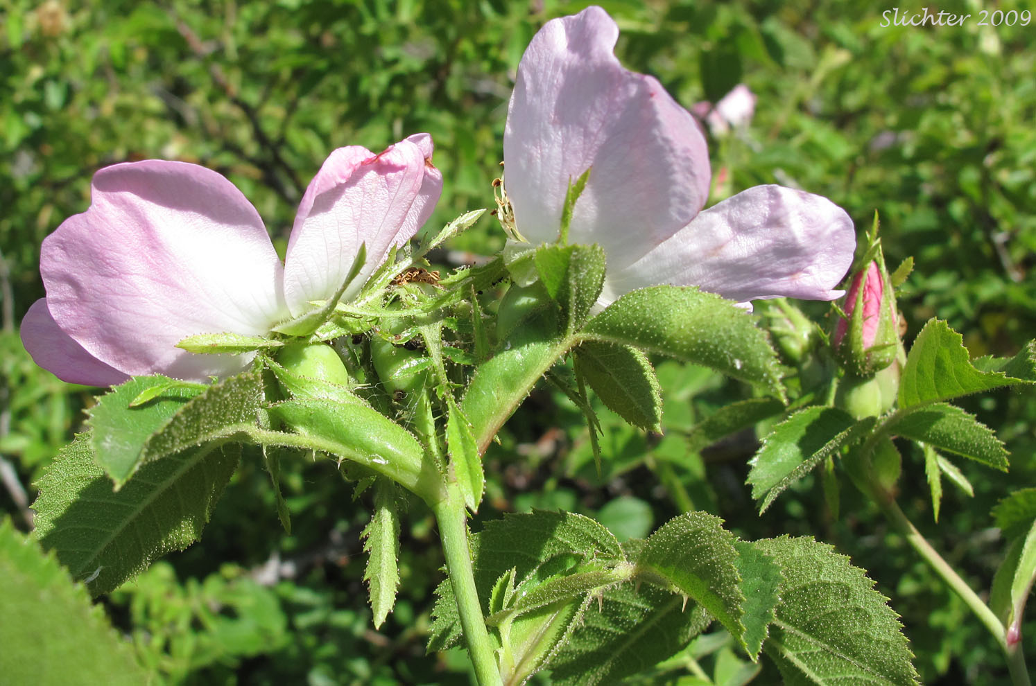 Sweetbriar Rose: Rosa eglanteria (Synonym: Rosa rubiginosa)