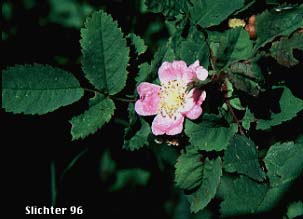 Baldhip Rose, Dwarf Rose, Heller's Rosewood, Wood Rose: Rosa gymnocarpa (Synonyms: Rosa dasypoda, Rosa gymnocarpa var. gymnocarpa, Rosa helleri, Rosa leucopsis, Rosa prionota)