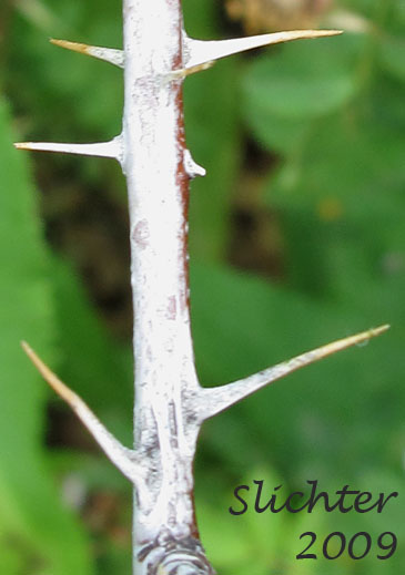 Prickles of Harison's Rose, Pioneer Rose: Rosa xharisonii