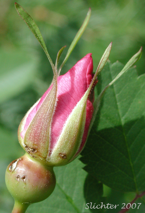 Flower bud of Nootka Rose: Rosa nutkana ssp. macdougalii (Synonyms: Rosa anatonensis, Rosa caeruleomontana, Rosa columbiana, Rosa durandii, Rosa jonesii, Rosa macdougalii, Rosa megalantha, Rosa muriculata, Rosa nutkana var. alta, Rosa nutkana var. hispida, Rosa nutkana var. macdougalii, Rosa nutkana var. pallida, Rosa nutkana var. setosa, Rosa rainierensis, Rosa spaldingii, Rosa spaldingii var. alta, Rosa spaldingii var. chelanensis, Rosa spaldingii var. hispida, Rosa spaldingii var. parkeri)