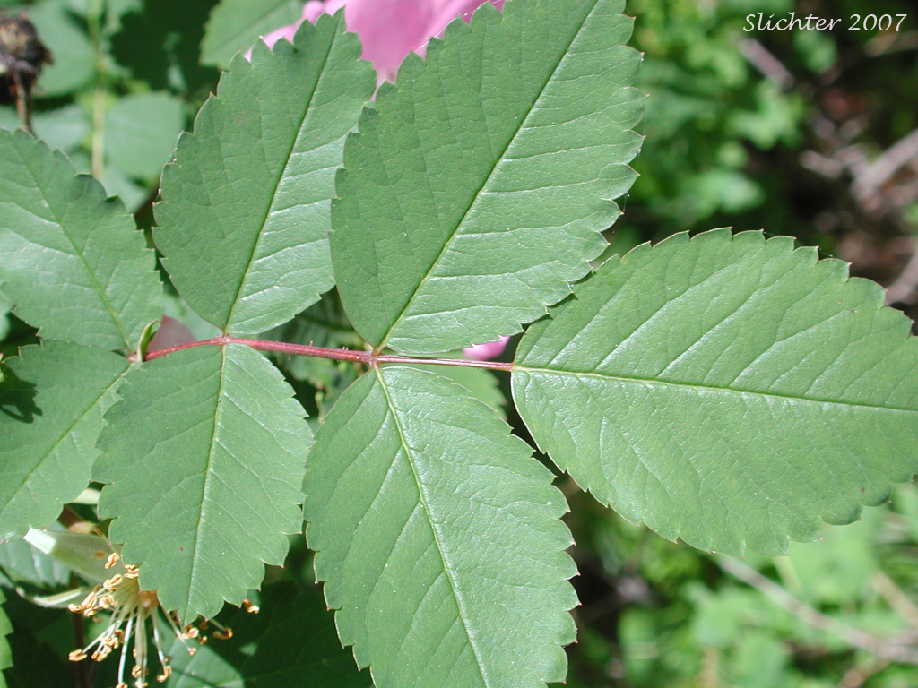 Upper leaf surface of Nootka Rose: Rosa nutkana ssp. macdougalii (Synonyms: Rosa anatonensis, Rosa caeruleomontana, Rosa columbiana, Rosa durandii, Rosa jonesii, Rosa macdougalii, Rosa megalantha, Rosa muriculata, Rosa nutkana var. alta, Rosa nutkana var. hispida, Rosa nutkana var. macdougalii, Rosa nutkana var. pallida, Rosa nutkana var. setosa, Rosa rainierensis, Rosa spaldingii, Rosa spaldingii var. alta, Rosa spaldingii var. chelanensis, Rosa spaldingii var. hispida, Rosa spaldingii var. parkeri)