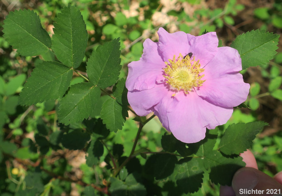 Flower and leaves of Nootka Rose, Bristly Rose, Bristly Nootka Rose: Rosa nutkana ssp. macdougalii (Synonyms: Rosa anatonensis, Rosa caeruleomontana, Rosa columbiana, Rosa durandii, Rosa jonesii, Rosa macdougalii, Rosa megalantha, Rosa muriculata, Rosa nutkana var. alta, Rosa nutkana var. hispida, Rosa nutkana var. macdougalii, Rosa nutkana var. pallida, Rosa nutkana var. setosa, Rosa rainierensis, Rosa spaldingii, Rosa spaldingii var. alta, Rosa spaldingii var. chelanensis, Rosa spaldingii var. hispida, Rosa spaldingii var. parkeri, Rosa spaldingii var. spaldingii)