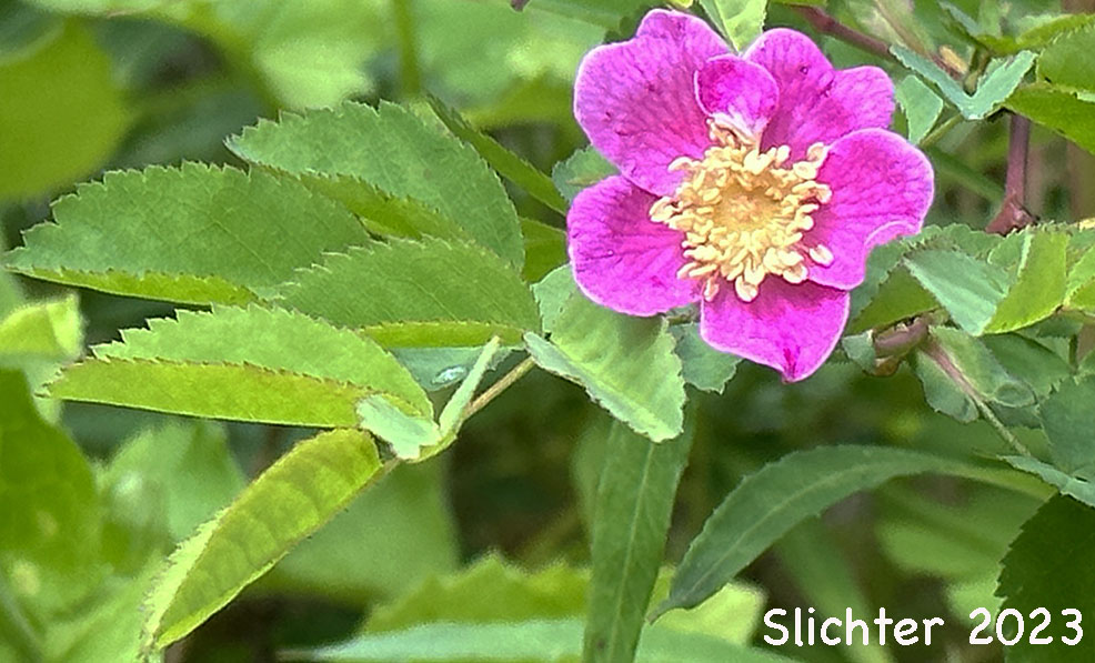 Nootka Rose, Bristly Rose, Bristly Nootka Rose: Rosa nutkana ssp. macdougalii (Synonyms: Rosa anatonensis, Rosa caeruleomontana, Rosa columbiana, Rosa durandii, Rosa jonesii, Rosa macdougalii, Rosa megalantha, Rosa muriculata, Rosa nutkana var. alta, Rosa nutkana var. hispida, Rosa nutkana var. macdougalii, Rosa nutkana var. pallida, Rosa nutkana var. setosa, Rosa rainierensis, Rosa spaldingii, Rosa spaldingii var. alta, Rosa spaldingii var. chelanensis, Rosa spaldingii var. hispida, Rosa spaldingii var. parkeri, Rosa spaldingii var. spaldingii)